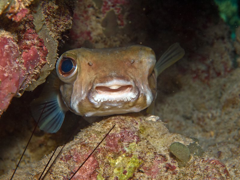 Puffer Fish, House Reef